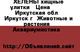 ХЕЛЕНЫ хищные улитки › Цена ­ 100 - Иркутская обл., Иркутск г. Животные и растения » Аквариумистика   
